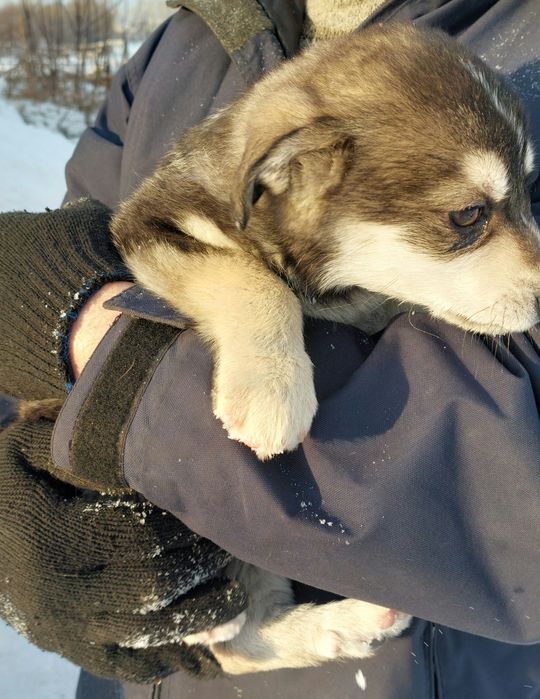 Отдам щенков, девочки.