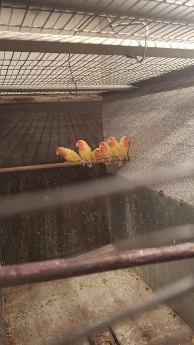 Попугаи неразлучники