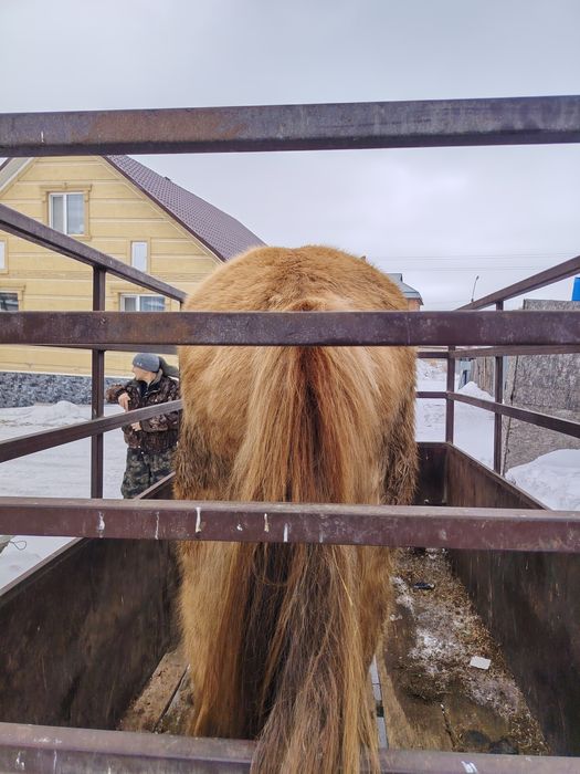 Продам Байтал с откорма