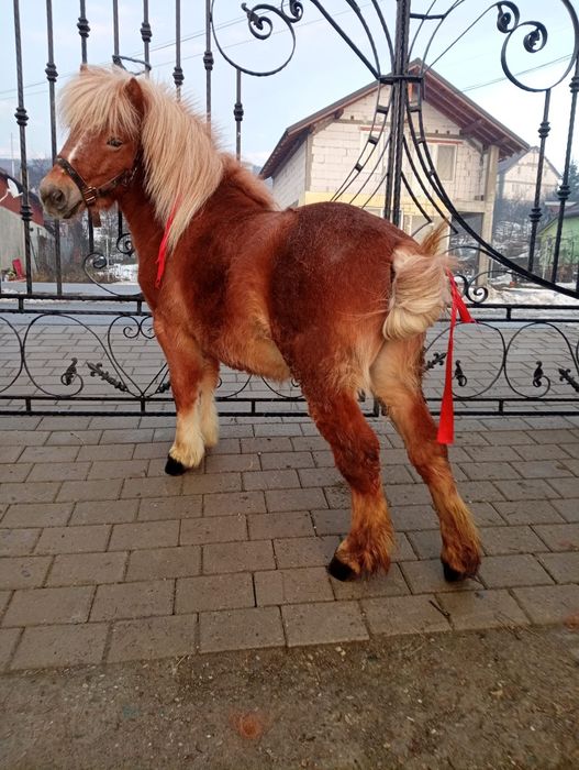 Vând ponei de 3 ani cuminte trage bine