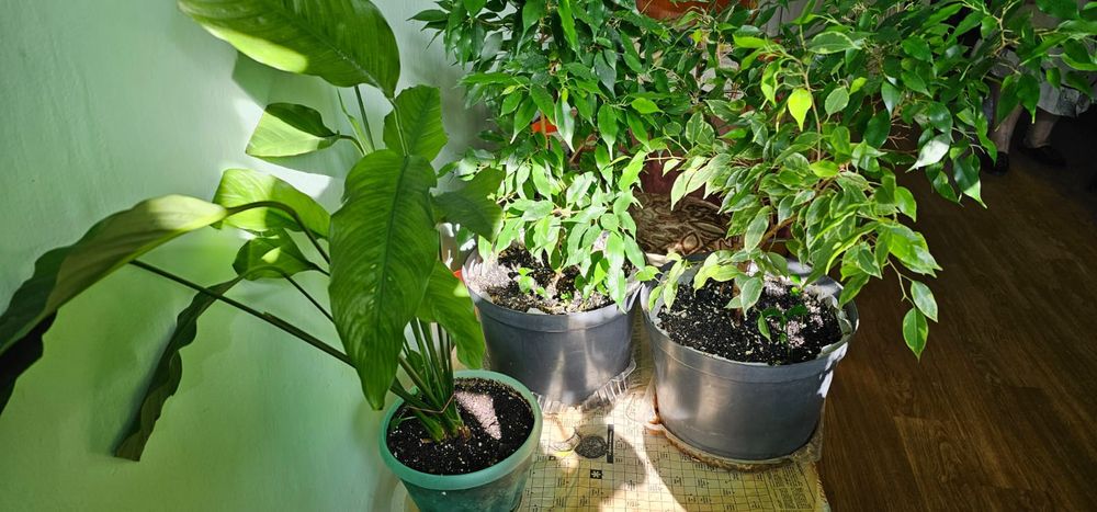 Продам цветы. Цветов очень многл.