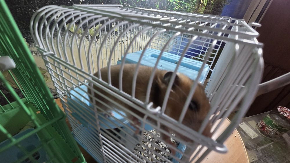 Хомяки хамстеры милые