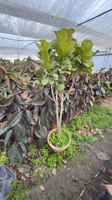 Fikus Kala Malochay Aloe Gullari sotiladi