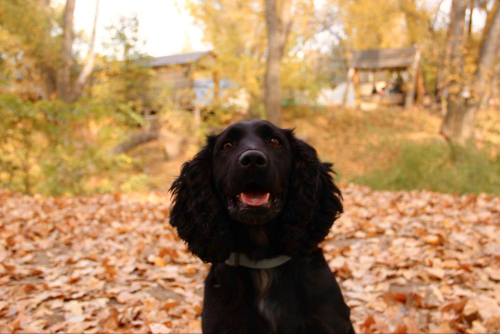 Кобель русского спаниеля для вязки