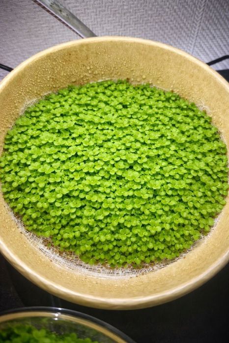 Аквариумное растение Монте Карло