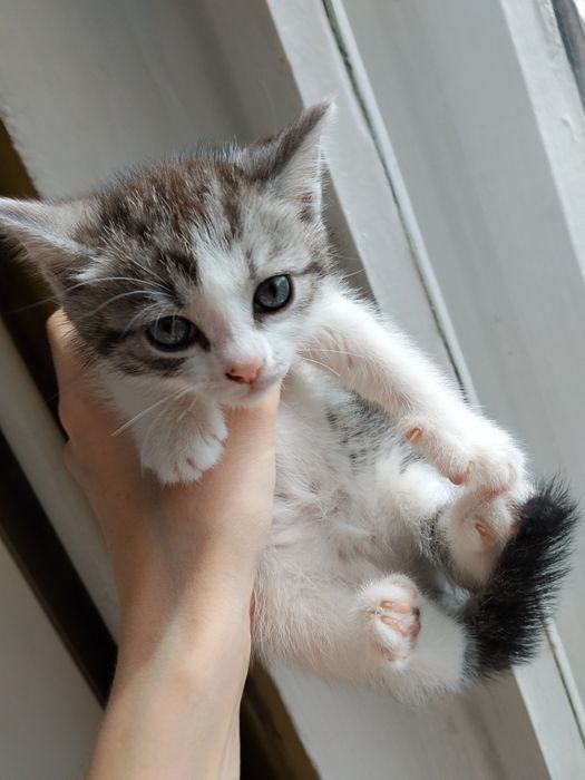 Отдам котят в добрые руки