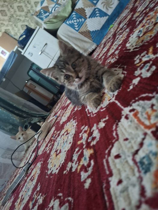 Котёнок девочка бесплатно