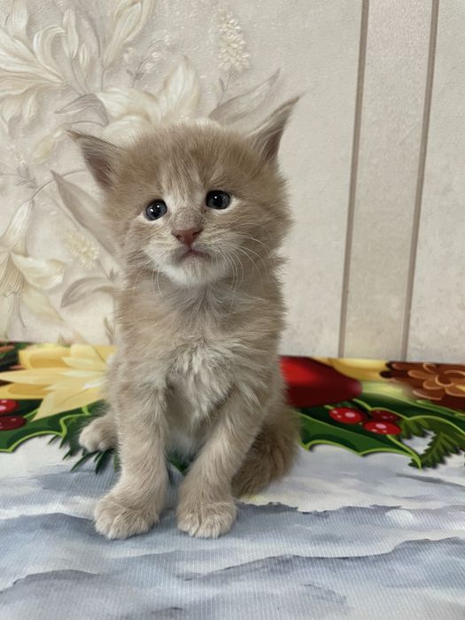 Продаются котята мейн кун