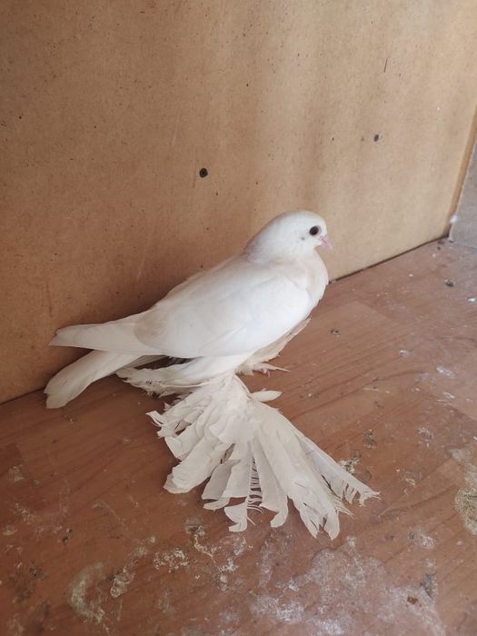 Продам белого Тасмана