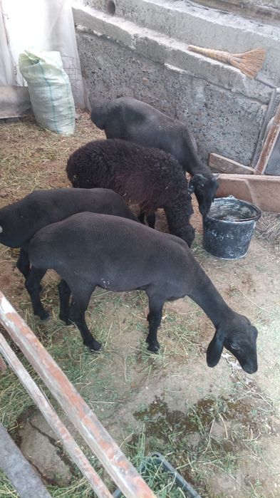 Hisori qoʻylar 3 moda 1 tagal sotiladi