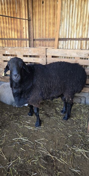 Продам баран кочкар