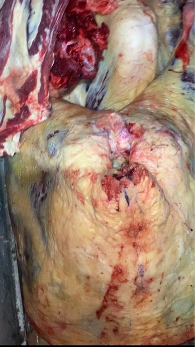 Согымга сиыр сатамын