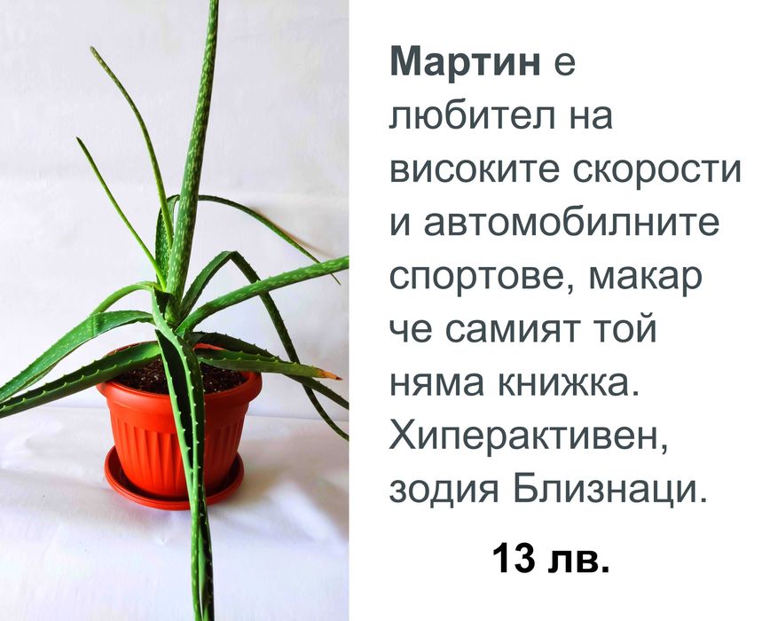 Алое Вера с характер