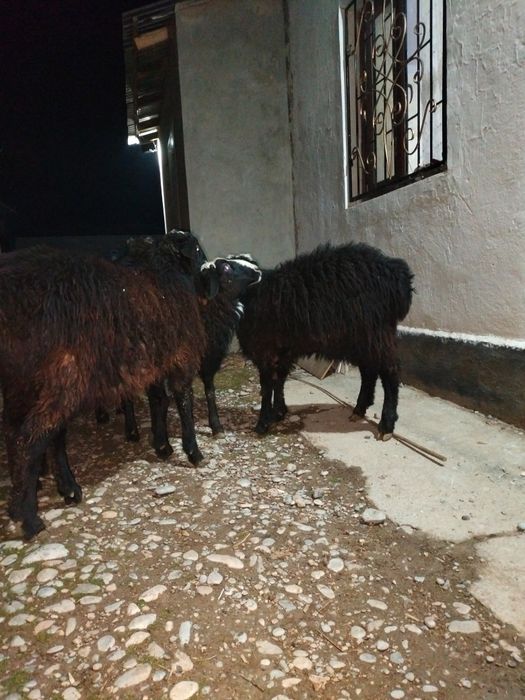 Токты Кошкарлар.      сатылады