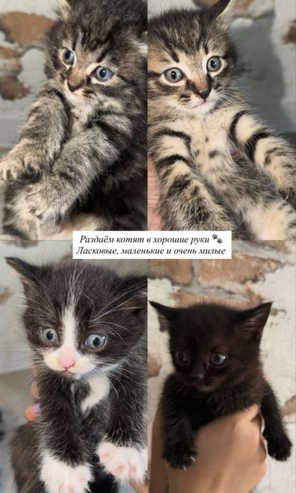 Раздаем котят в добрые руки !