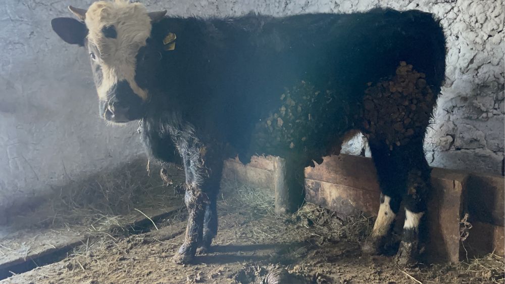 Бұқа сатылады , продается бык