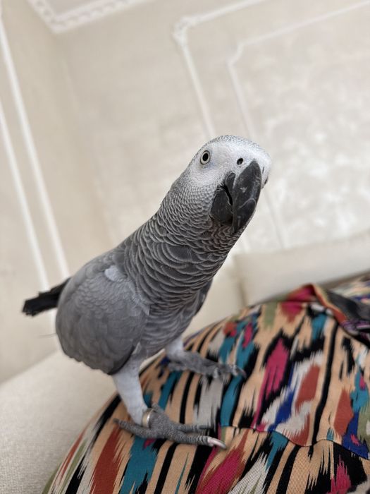 Попугай Жако умный болтун