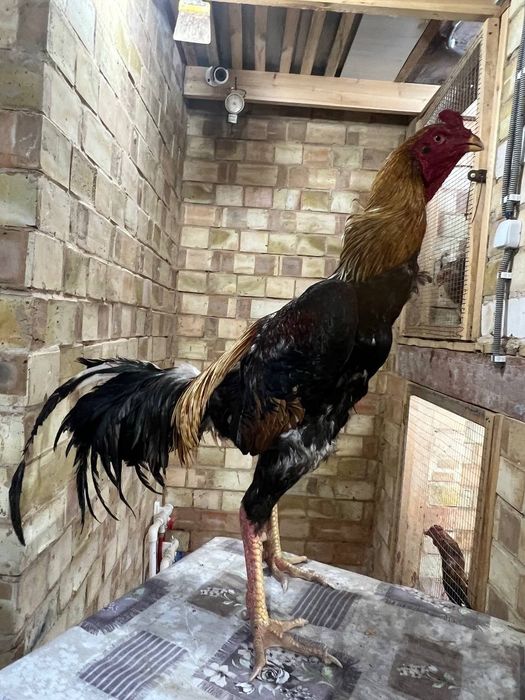 Dakan xoroz sotiladi