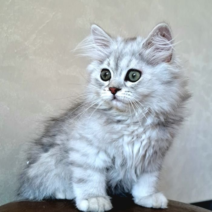 Шотландские котята с документами