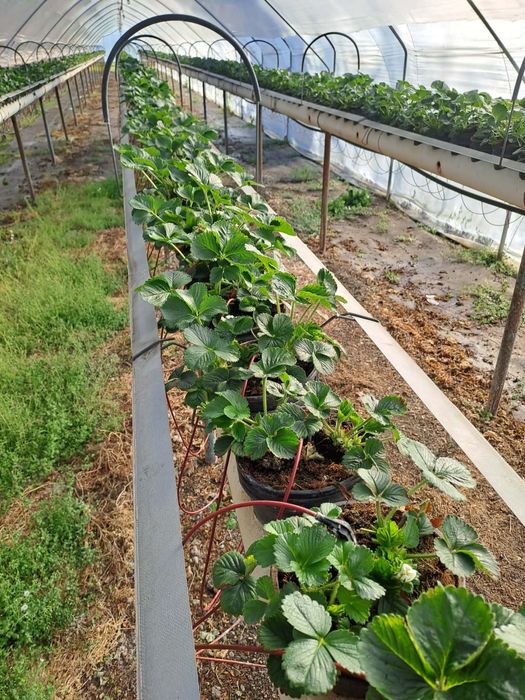 Plante Capsuni italia Import