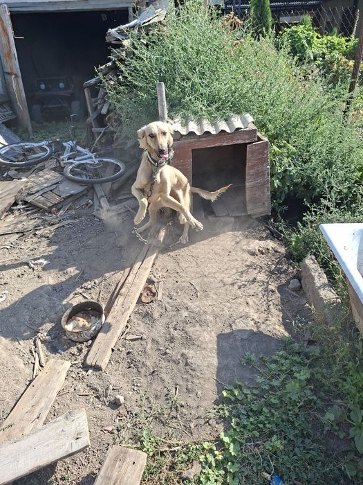 Продам чистокровного тазы