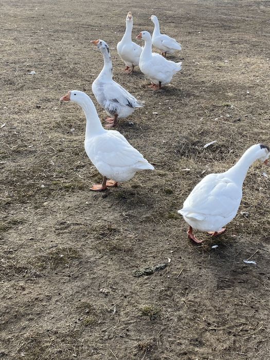 Продам гусей Линда