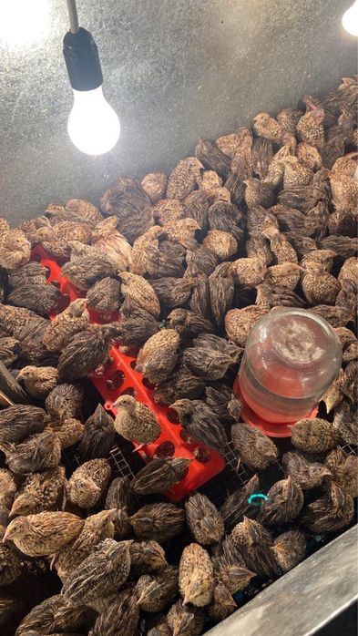 Инкубатор для перепелиных яиц (профессиональный)