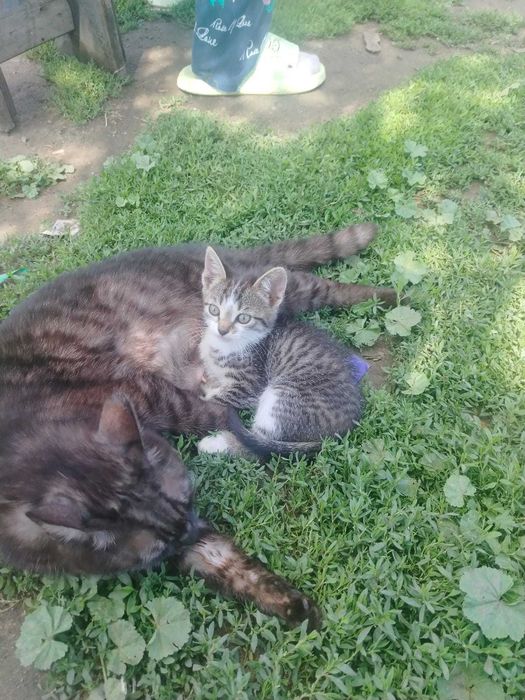 Отдам котят едят все