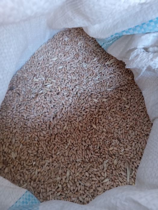 Продам Тауыккп бедай