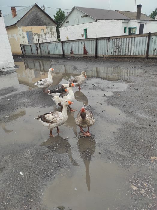 Үй қаздарын сатам, продам дом гусей
