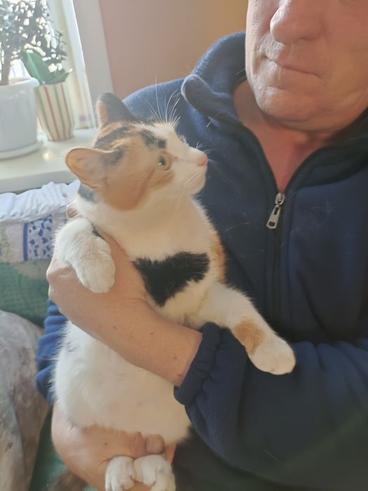 Отдам в добрые руки кошек