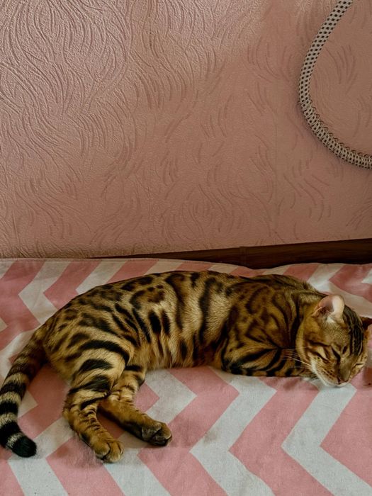 Бенгальская кошка