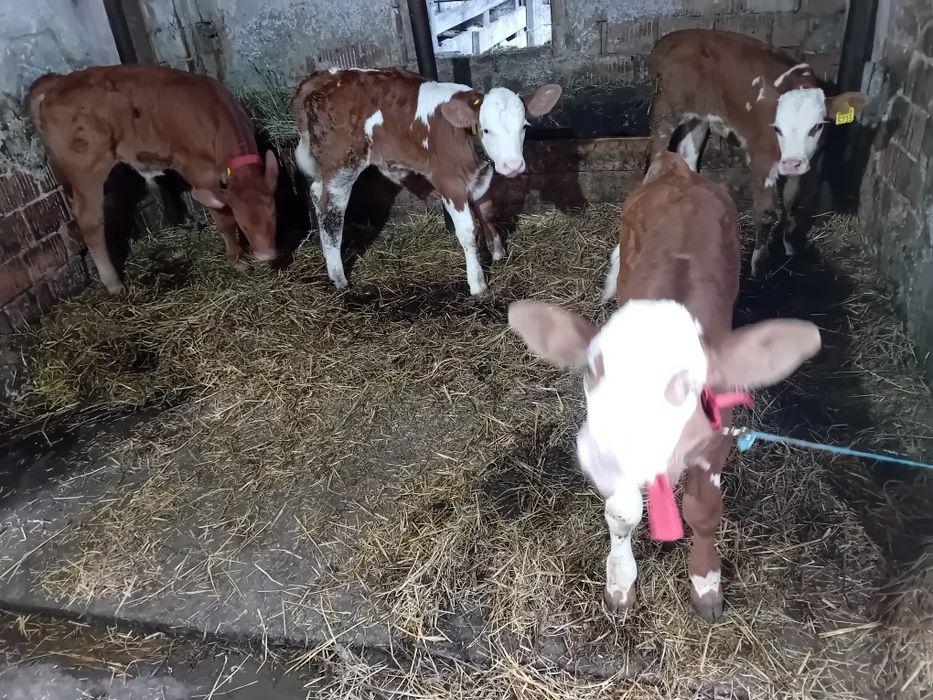 Vând 4 tăurași  de 2 -4-8 săptămâni