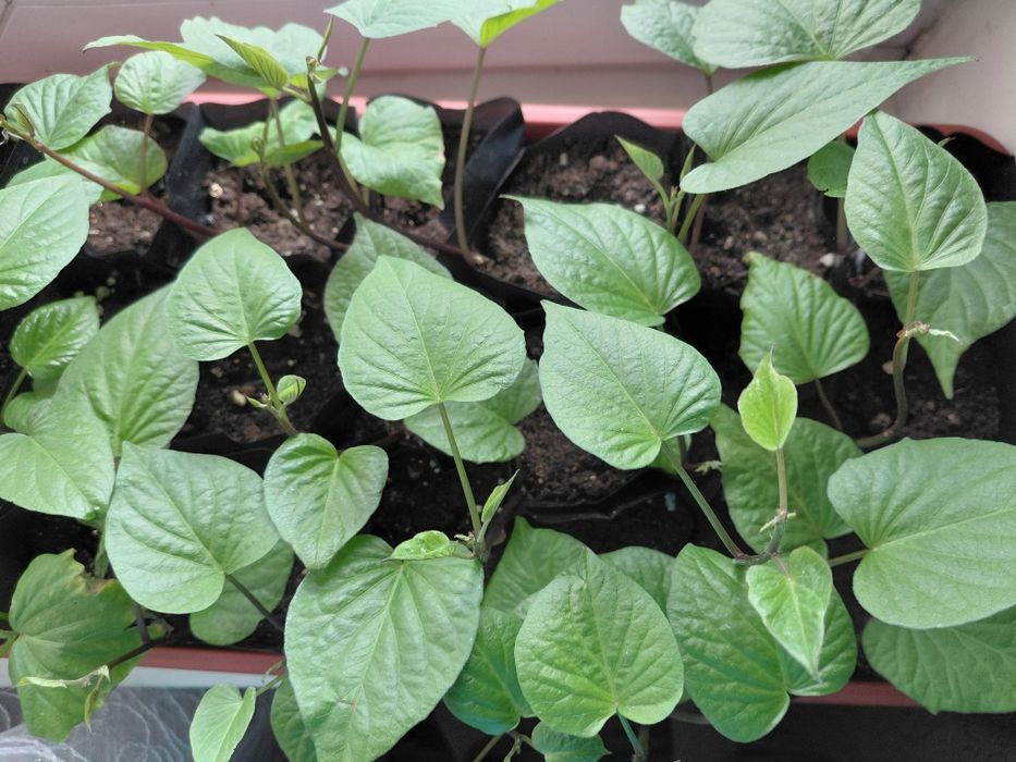 Продам рассаду батата