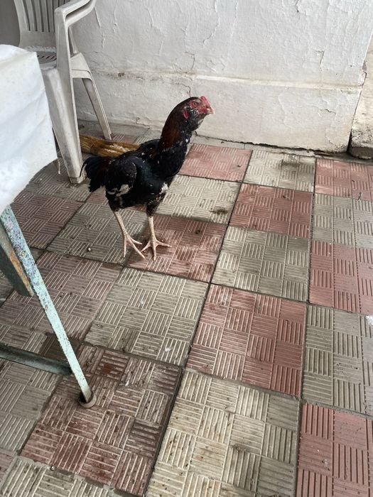 Дакан тауык шөже