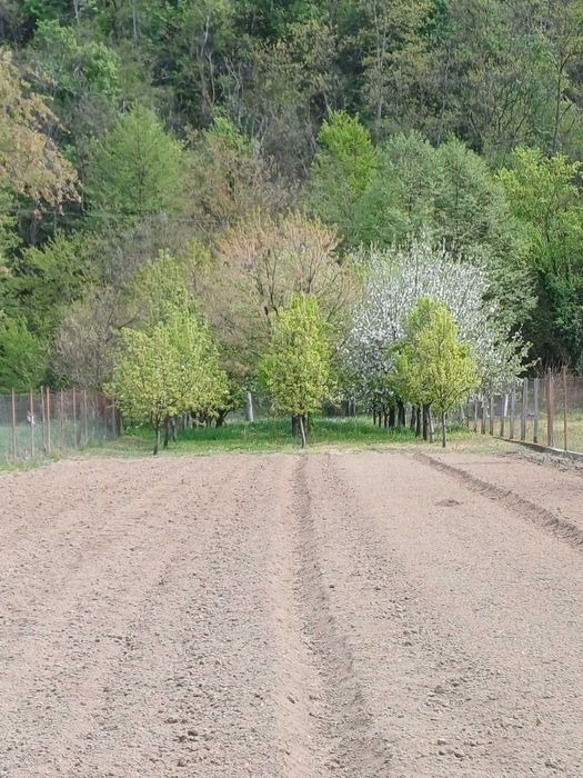 Loc de casă cu grădină, loc. Toc, jud. Arad