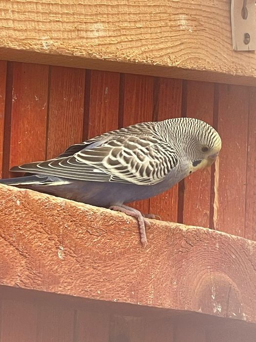 Papagali perusi diferite culori