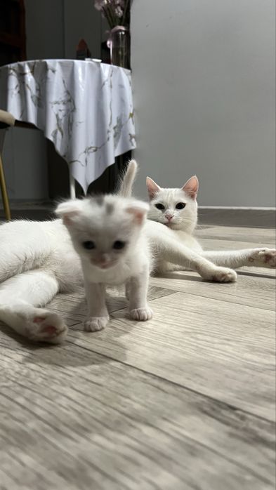 отдам котят (даром)