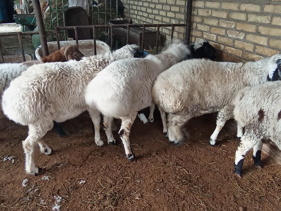 Коракулок кучкорлар сотилади