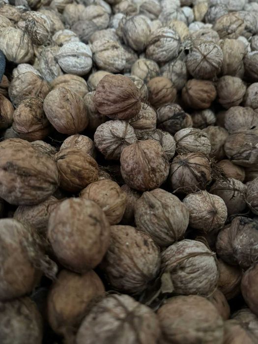 Продам грецкие орехи