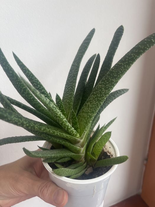 Гастерия суккулент