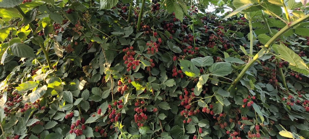 Ежемалина,малина