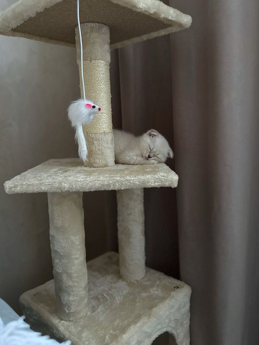 Кошачий домик, с когтеточкой