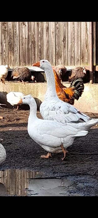 Trei gaste comune talie mare/ gaste romanesti