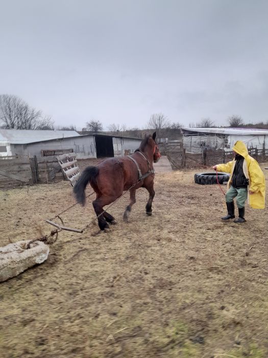 Iapa vârstă 11 ani