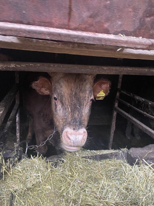 Продам быков 11мес