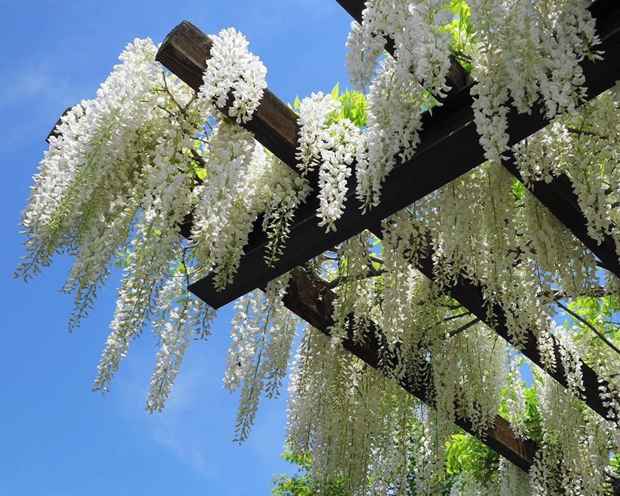 Кустарниклар бомба скидкада факат 8мартга кадар