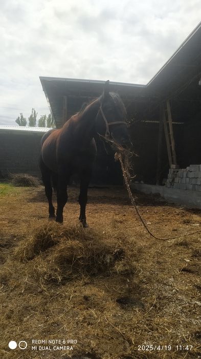 Ot sotiladi jizzaxda