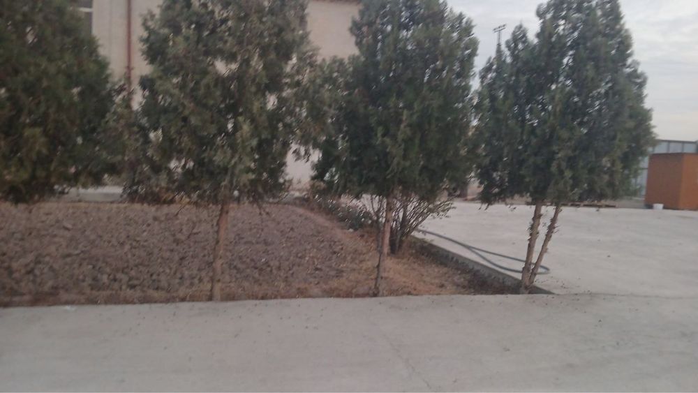 Арча дарахт сотилади