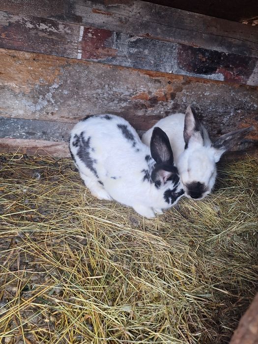 Vând iepuroi tânăr